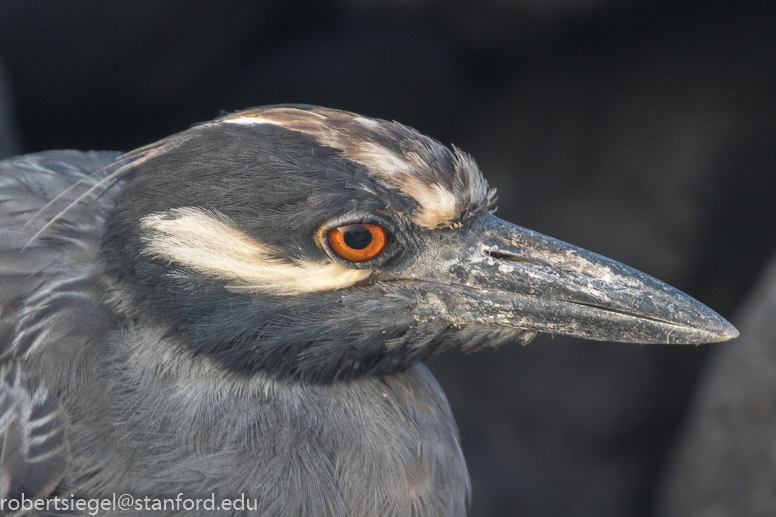 galapagos